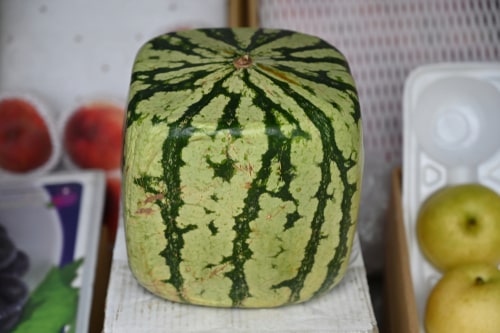 A square shaped, green watermelon on a market in Osaka-Japan.