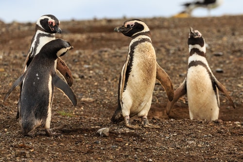 Magellanic penguins at Magdalena Island, Chile.