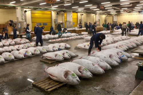 Rows of tuna fish