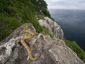 The snake island in Brazil.