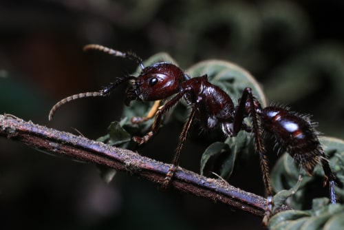 World's Most Painful Insect Bullet Ant named for its extremely potent sting (Paraponera clavata)