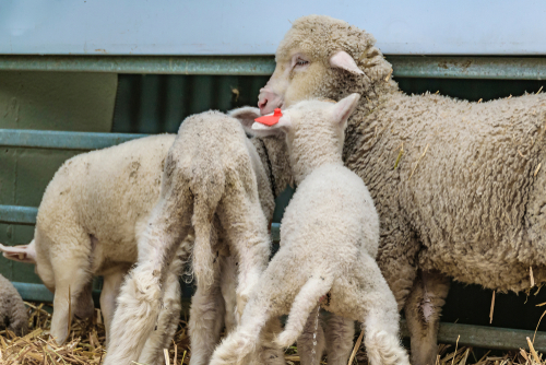Baby sheeps, Uruguay.