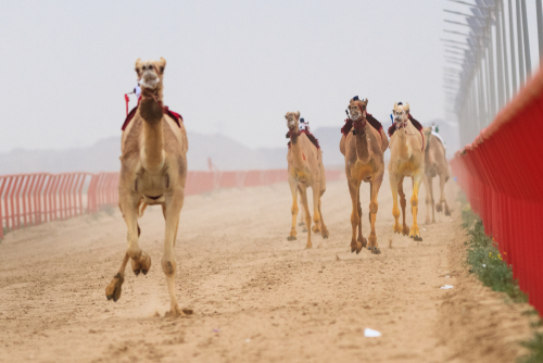 International Camel Racing Festival, Kuwait.