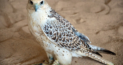 falcon in kuwait
