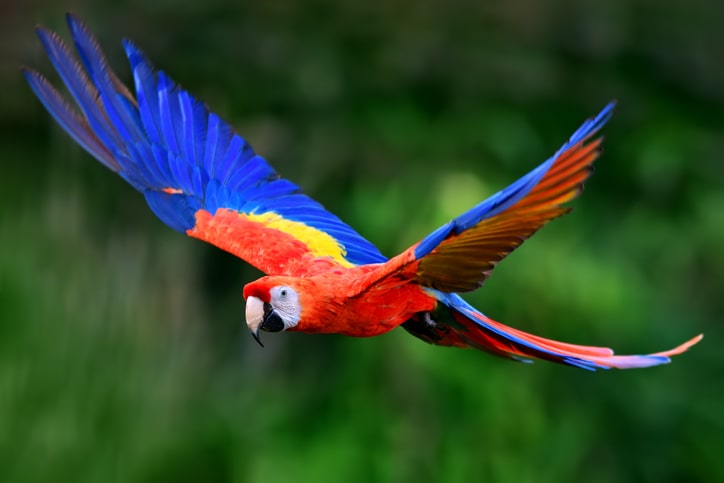 A red scarlet macaw (Ara macao) in flight. For Honduras fact file