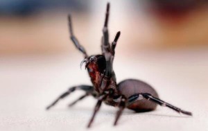 funnel-web-spider-deadliest