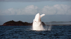 migaloo-white-whale
