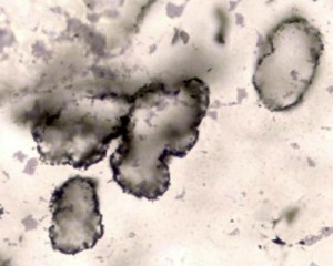 worlds oldest fossil cells