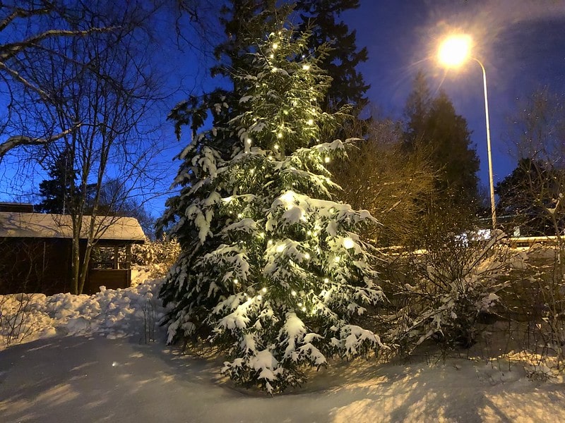 Christmas lights in the garden in Tammisalo, Finland.