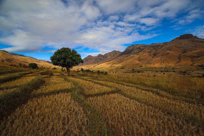 Rice fields, Madagascar