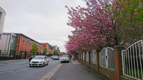 Blooming cherry blossom tree on the roadside garden.