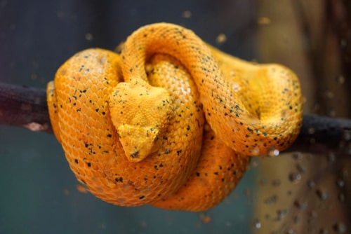 Eyelash Palm Pit Viper. Poison snake from Costa Rica.