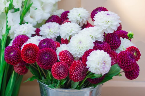 Huge bouquet of red and white dahlias.