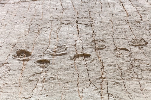Real dinosaur footprint imprinted in the rock.