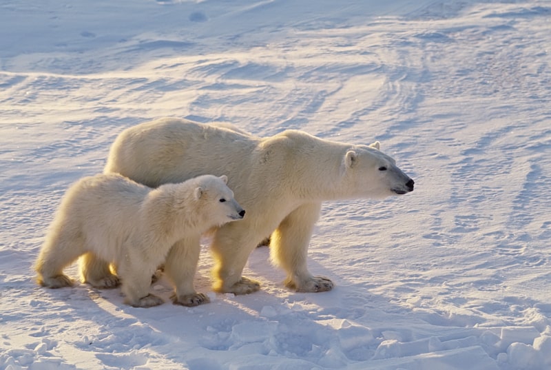 Polar bear with her cubs 
