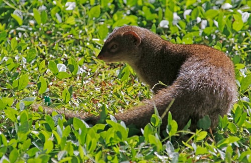 Mongoose in the grass.