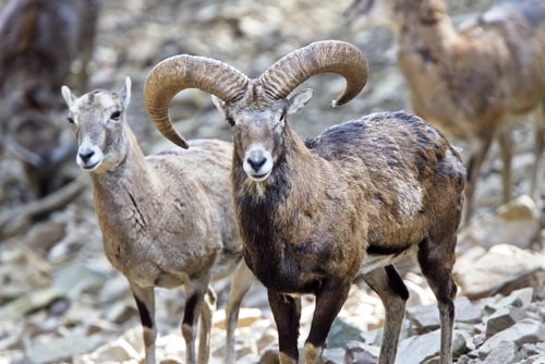 Mouflon (Ovis musimon) ram and ewes, part of the captive breeding project, Stavros, Cyprus.