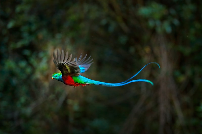 Quetzal - the national bird of Guatemala. fact file 