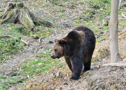 The Eurasian brown bear (Ursus arctos arctos) also known as the common brown bear, European brown bear or European bear, descending the slope.