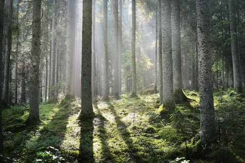 Sun rays in a fog in the forest in Latvia.