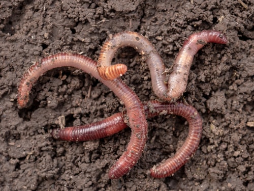 Earthworms in black soil of greenhouse.