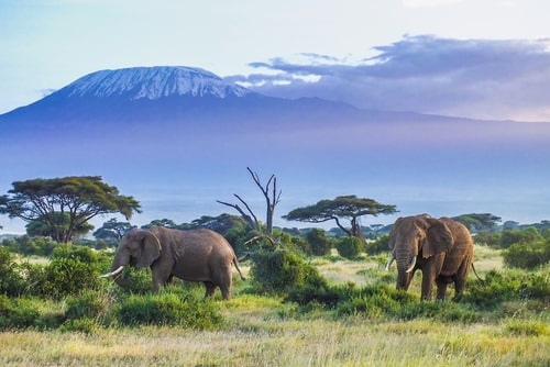 Elephants and Kilimanjaro.