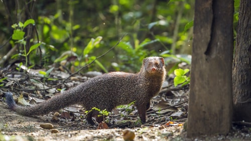 Grey mongoose, Puerto Rico facts