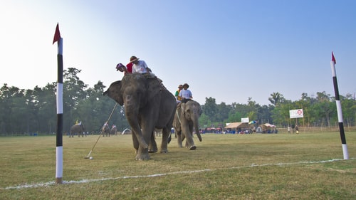 Nepali's players score a point during international competition of elephant polo in Bardia, Nepal.