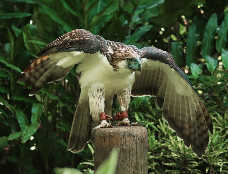 A captive Philippine Eagle perched on a log.