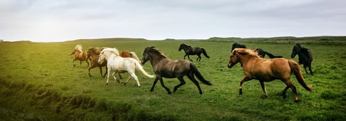 Icelandic horses running at the meadow, Iceland.