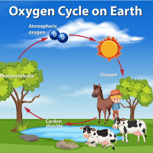 Oxygen cycle on earth illustration.