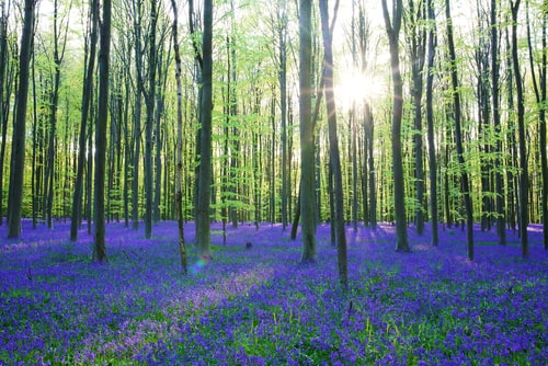 Beautiful spring forest with carpet of bluebells or wild hyacinths flowers on a sunny day, Belgium, Halle.