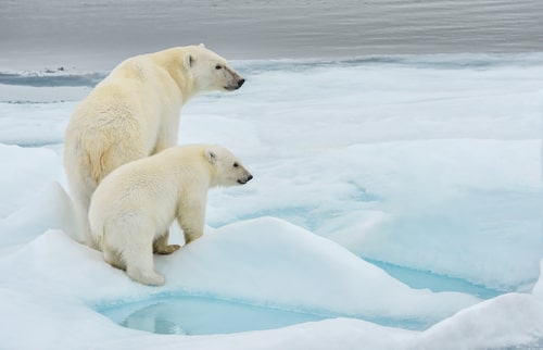 Polar bear mother and cub along ice floe in arctic ocean above norway's svalbard islands.