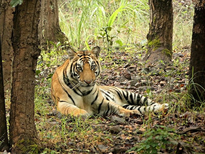 royal Bengal tiger