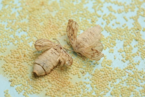 A silkworm moth laying eggs.