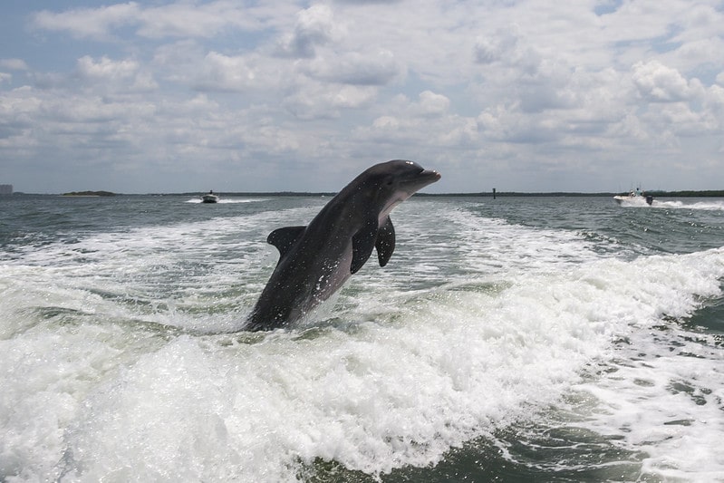A dolphin in Cape Coral, Florida. 