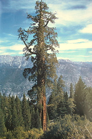 Boole tree, Sequoia National Forest, 2007. 