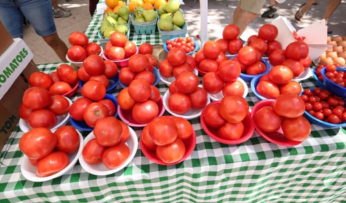 Fresh, organic, hand-picked ripe tomatoes