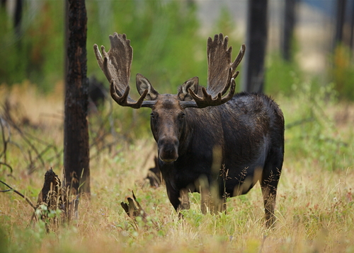 Large Antlered Bull Moose in Yellowstone National Park