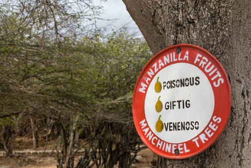 poisonous manchineel trees 