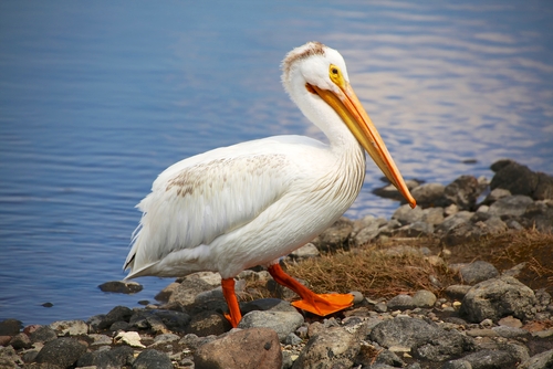 A Pelican in Montana.
