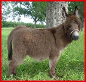 World's shortest donkey, KneeHi, Florida, United States.