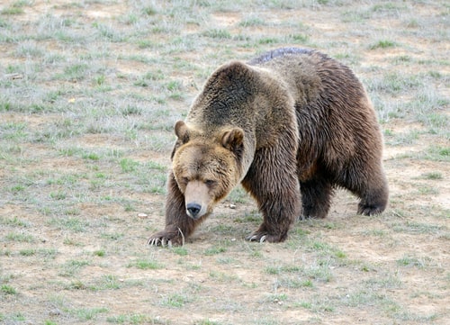 The Grizzly Bear. From facts about California 