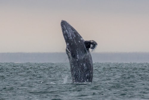 Grey Whale. 102 facts about California. 