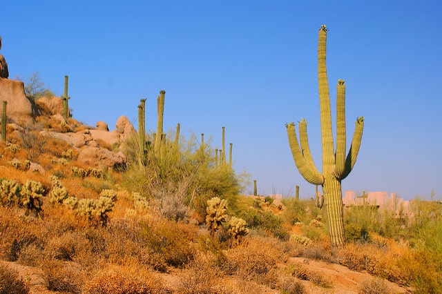 Cactus in Arizona.