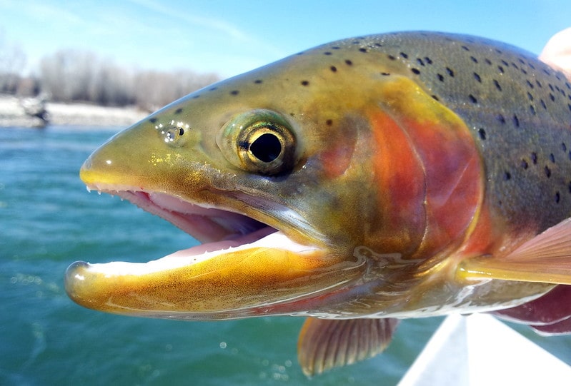 Idaho rainbow trout. Amazing facts about Idaho. 