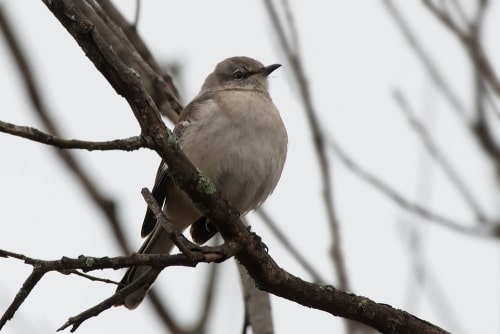 A Northern Mockingbird is perched on a bare branch with an overcast sky.
