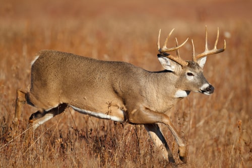 A white-tailed deer running in a meadow.