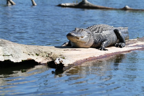 Alligator, Louisiana. facts about Louisiana