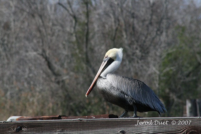 Pelican in Louisiana